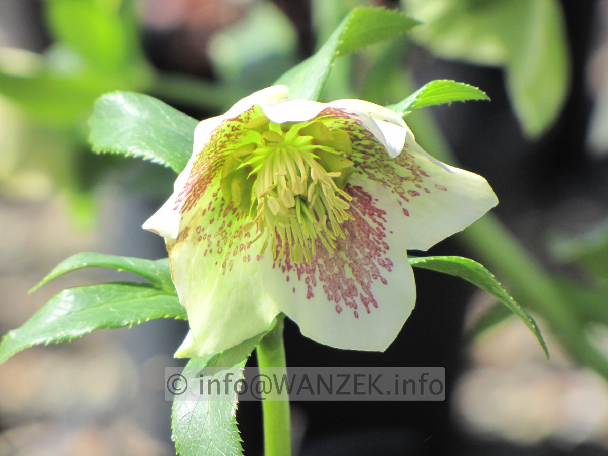 Helleborus Black Lady spottet - Bluete gefleckt.JPG